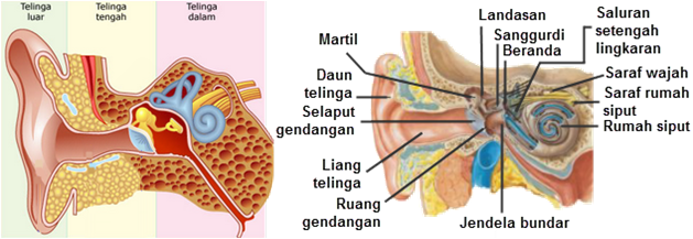 Anatomi Telinga Dan Fungsinya Pdf Anatomi Telinga Dan Fungsinya Pdf