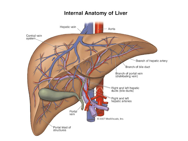 liver disease skin