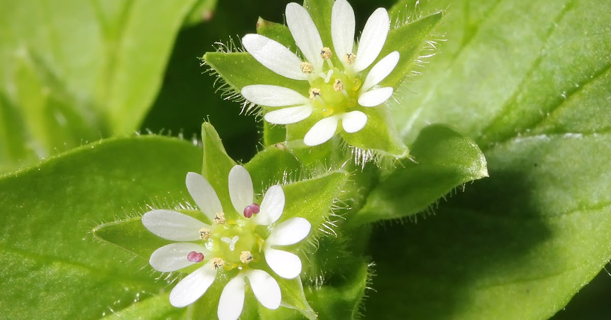 Native Plants From Alabama common chickweed