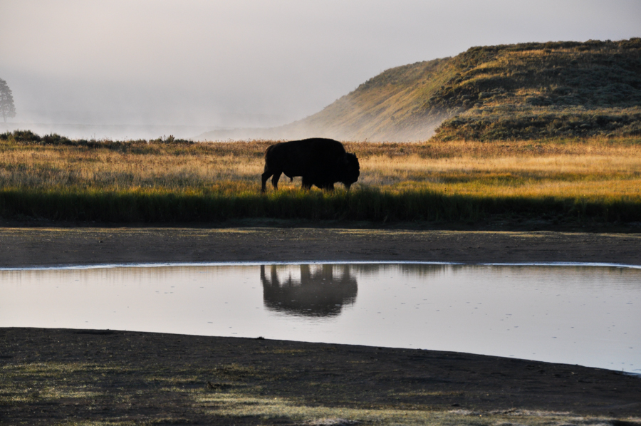 Bison bull at sunrise