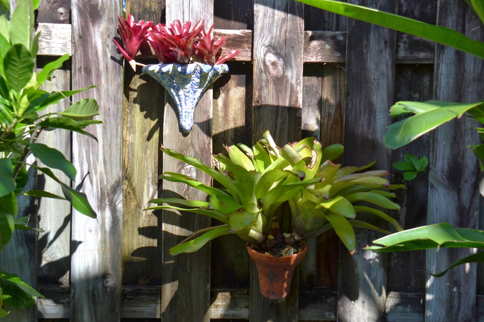 DragonFly Garden January 2014