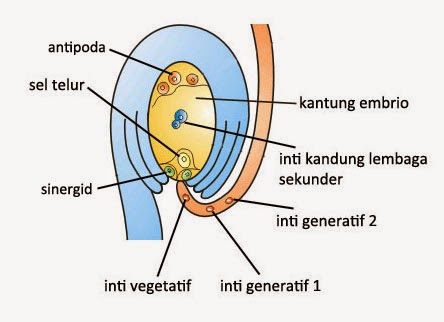 Proses Pembuahan Ganda pada Angiospermae