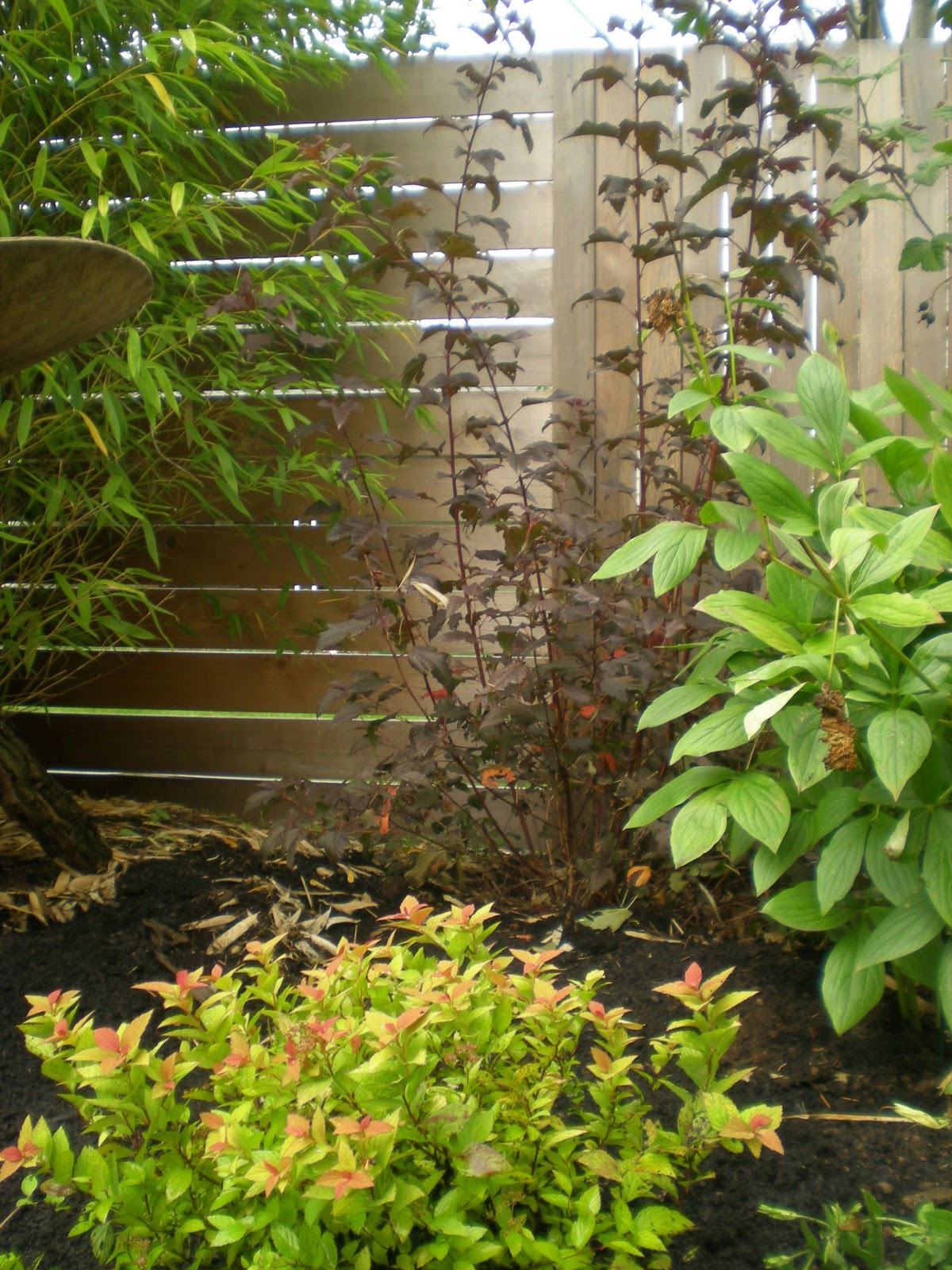 80 Best Trad Och Buskar Nagra Barrvaxter Images Plants Shrubs