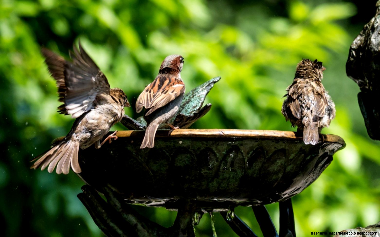 Bird Water Fountain Bird Water Fountain