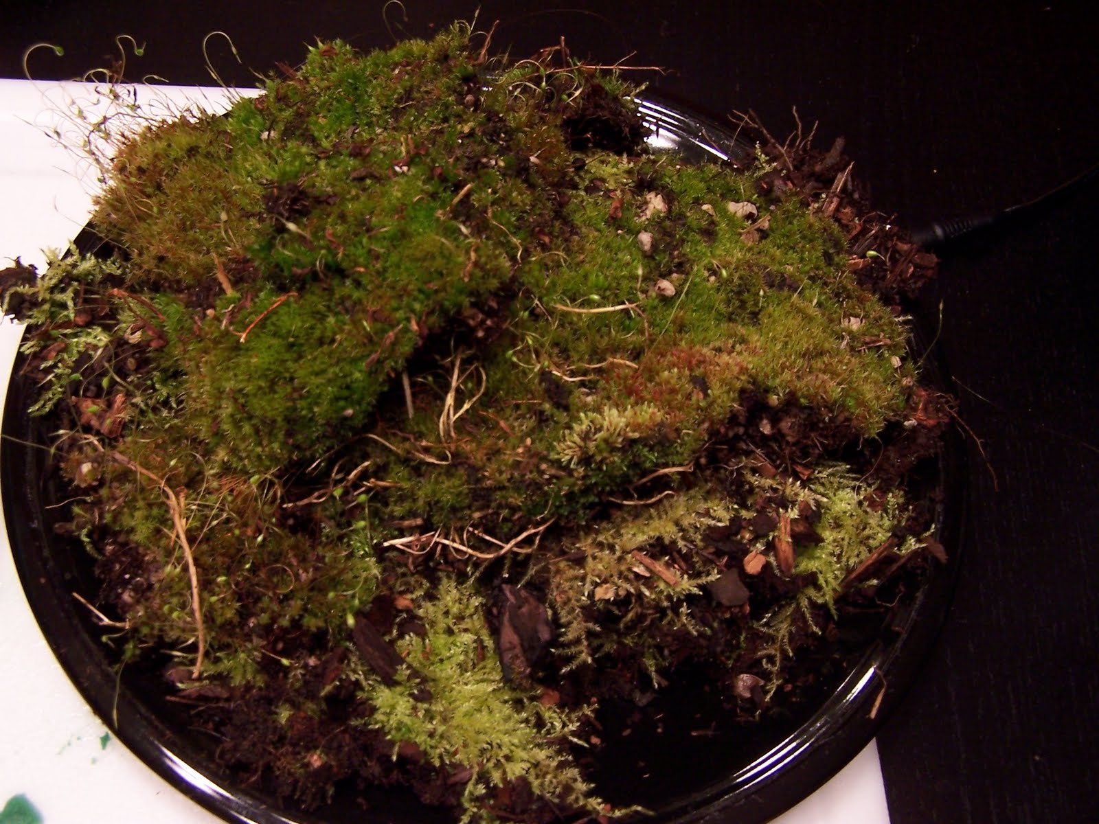 Living Moss Ball Tutorial Creative Green Living