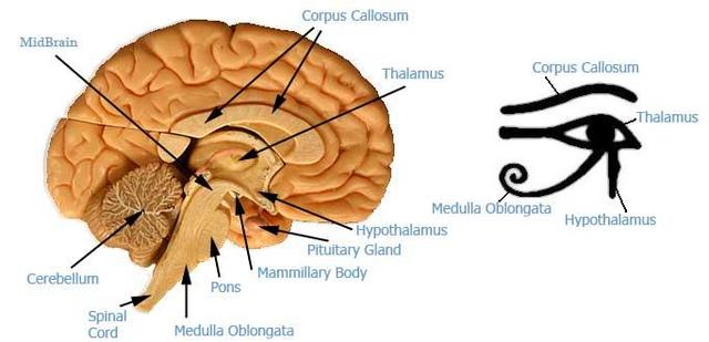 02-Pineal_gland-eye_of_horus_thalamus_brain.jpg