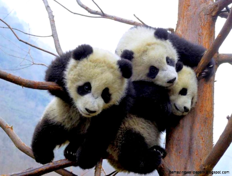 Cute Baby Panda 6900980 Cute Baby Panda 6900980