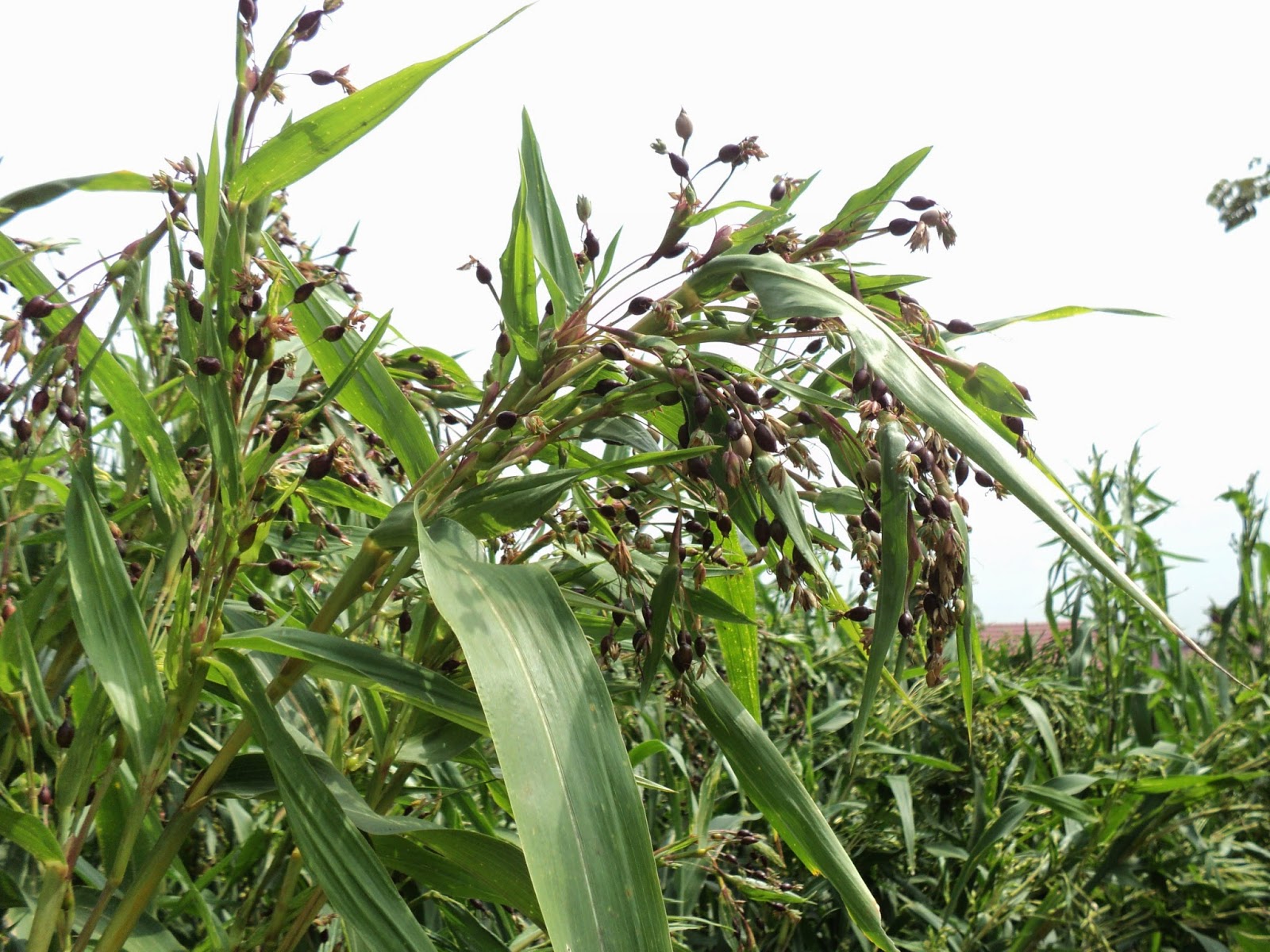 Potensi Jelai (Kaltim) atau Hanjeli (Jawa)