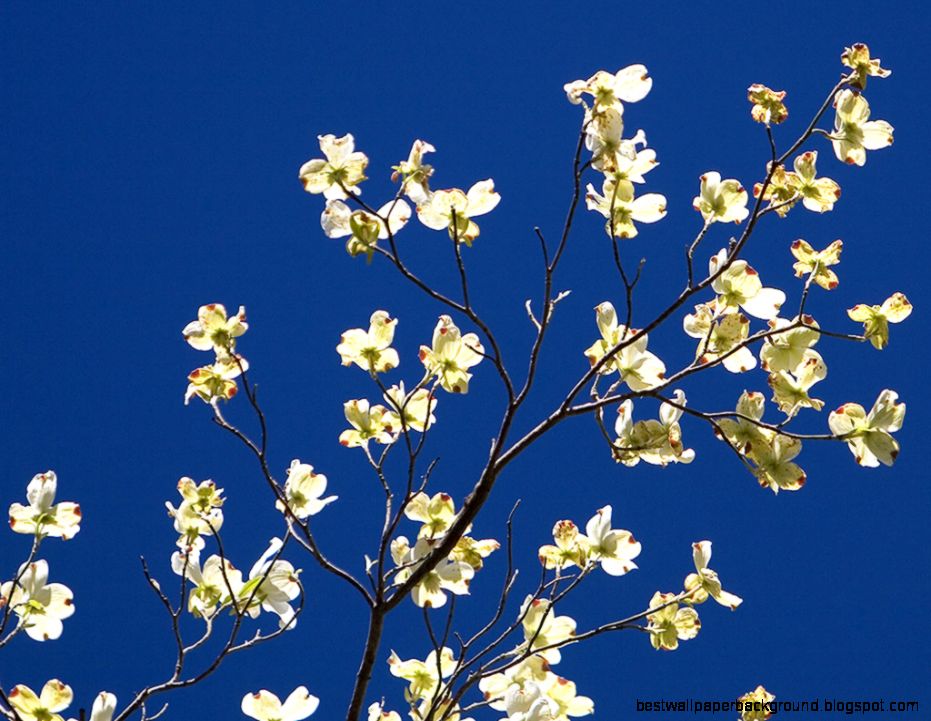 Florida Nature Cornus florida Flowering Dogwood Florida Nature Cornus florida Flowering Dogwood