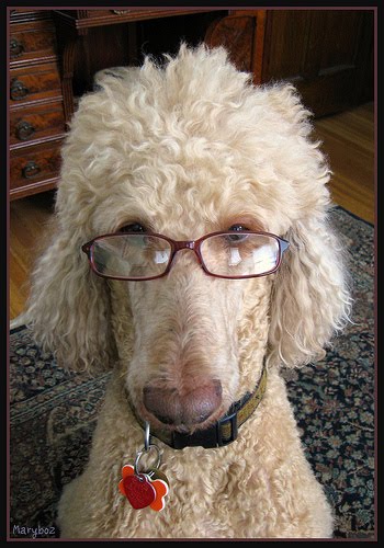 dog with glasses, dogs wear glasses, dogs and glasses, cute dog pictures