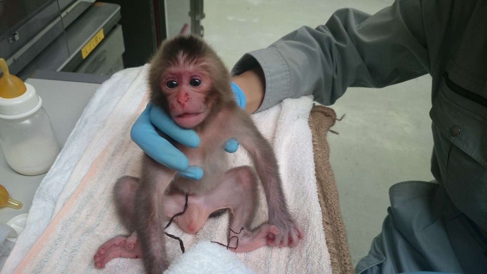 福岡市動物園ブログ ニホンザルの赤ちゃん人工哺育記 前編
