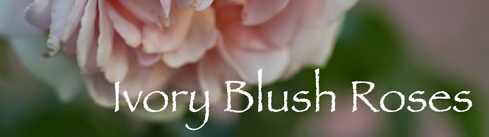 Ivory Blush Roses