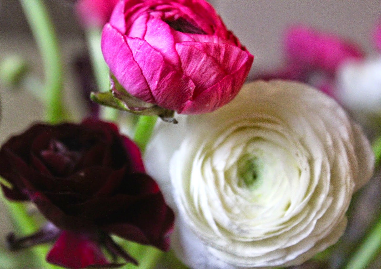 Wild Heart Histories Valentine's Day In Bloom