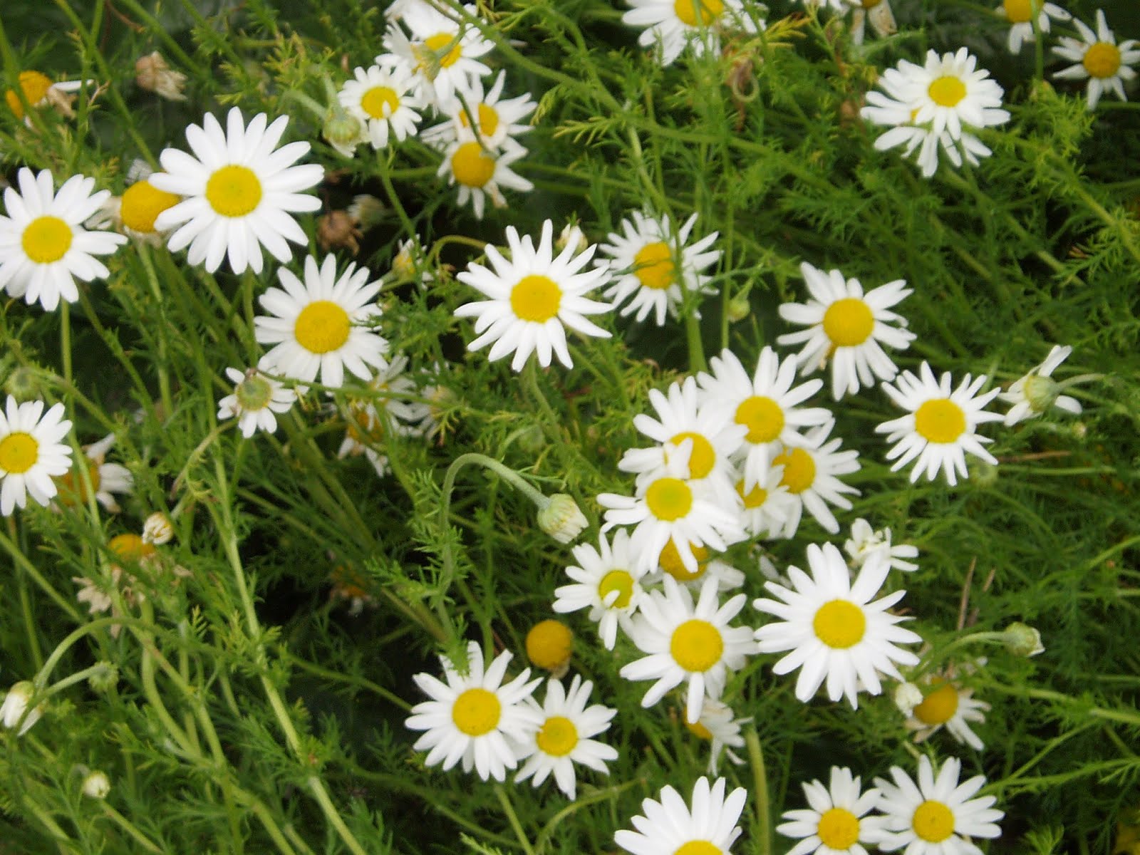 såtid. februari 2012