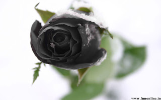 black rose wallpaper