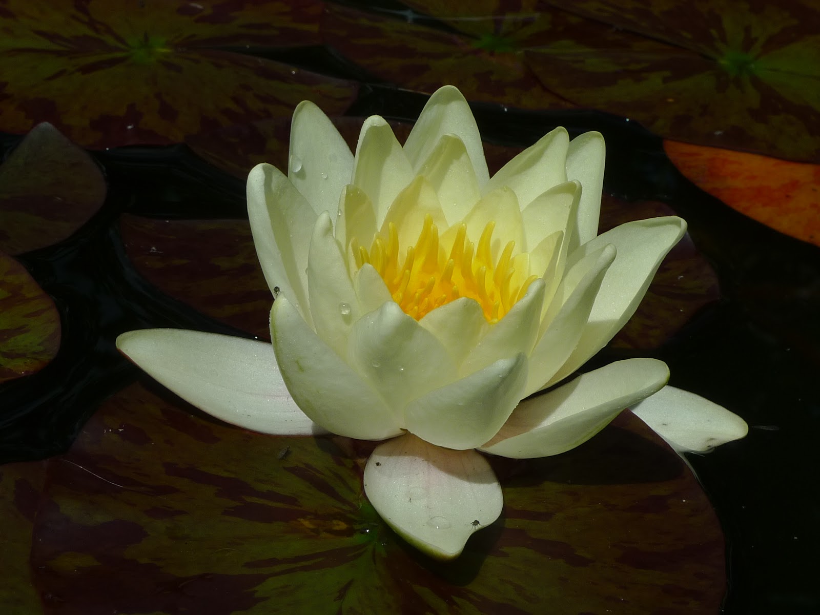 on(e) love the yoga of divine virtues