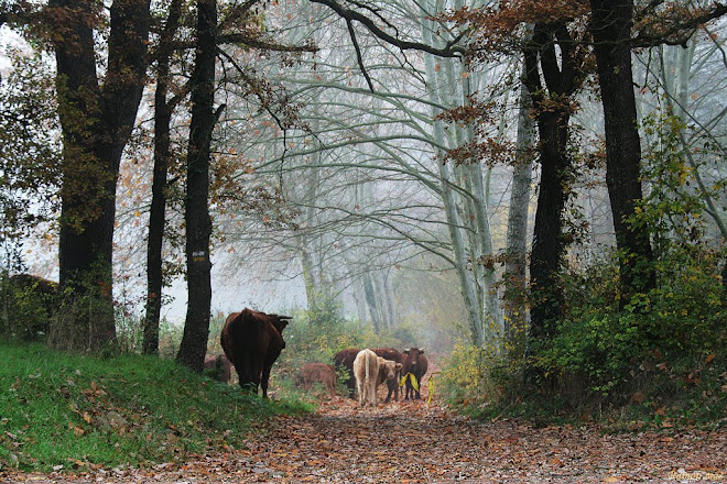 SEGUINT EL CAMÍ