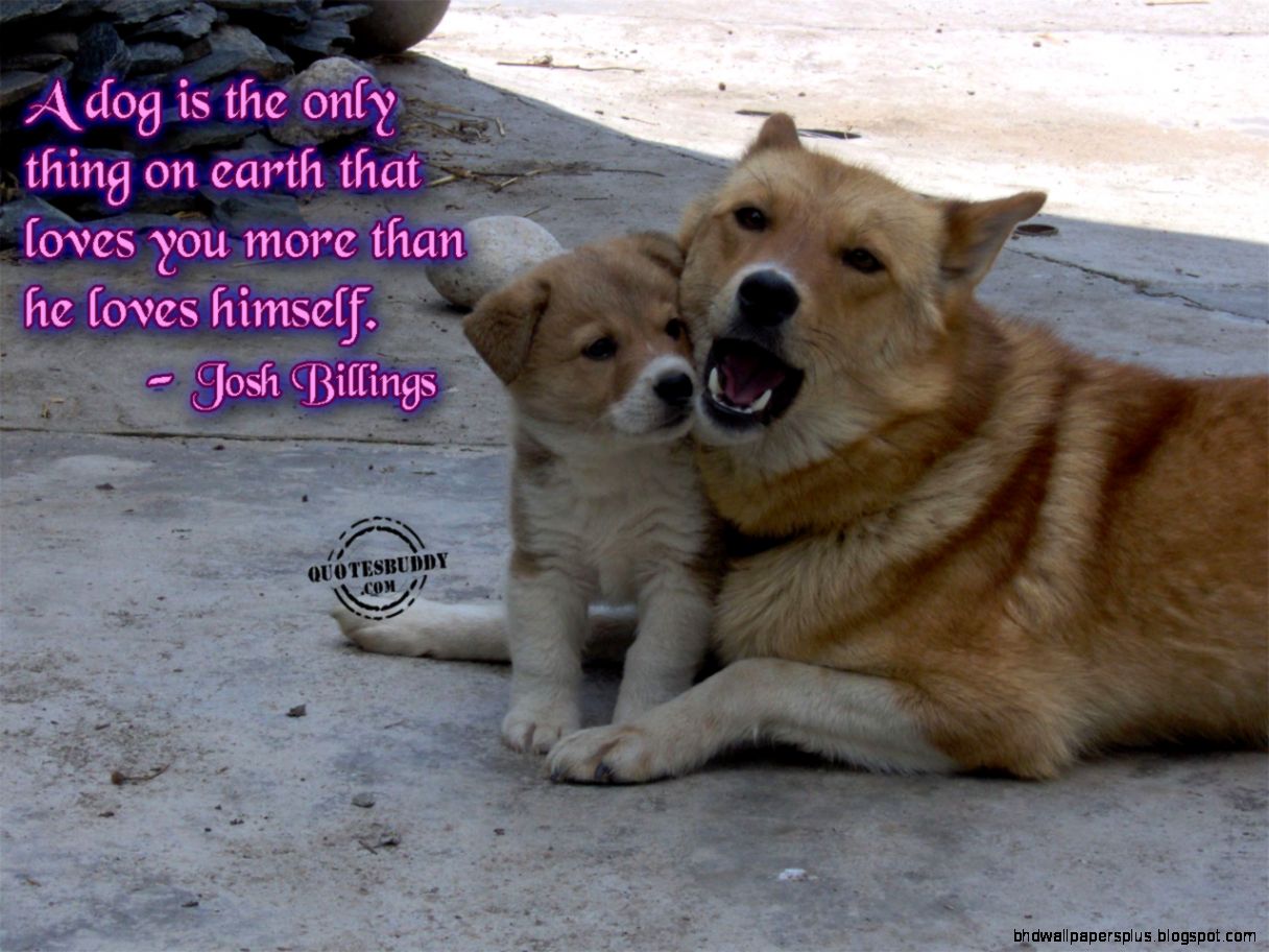 Funny Animals With Words 9 Desktop Background Funny Animals With Words 9 Desktop Background