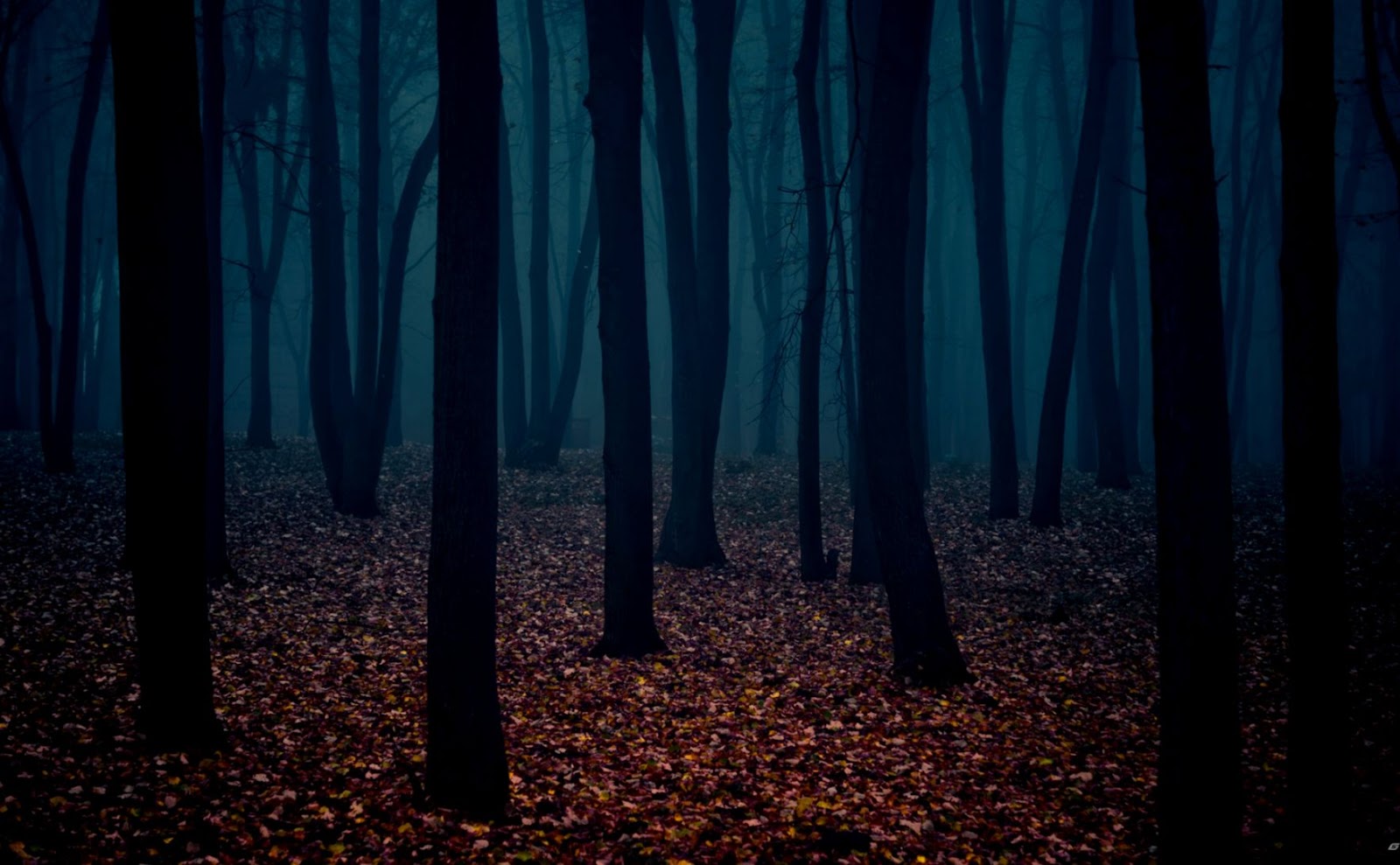 Dark Mysterious Forest Dark Mysterious Forest