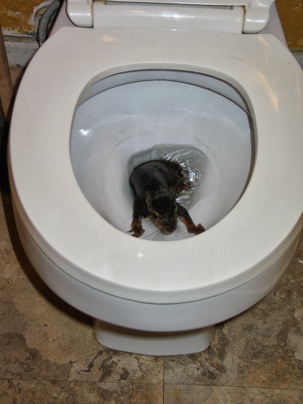 Plumbing Tips, Home Advice Halloween Special