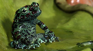 Heboh, Katak Berpose Yoga
