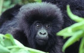 conair moda groom professional