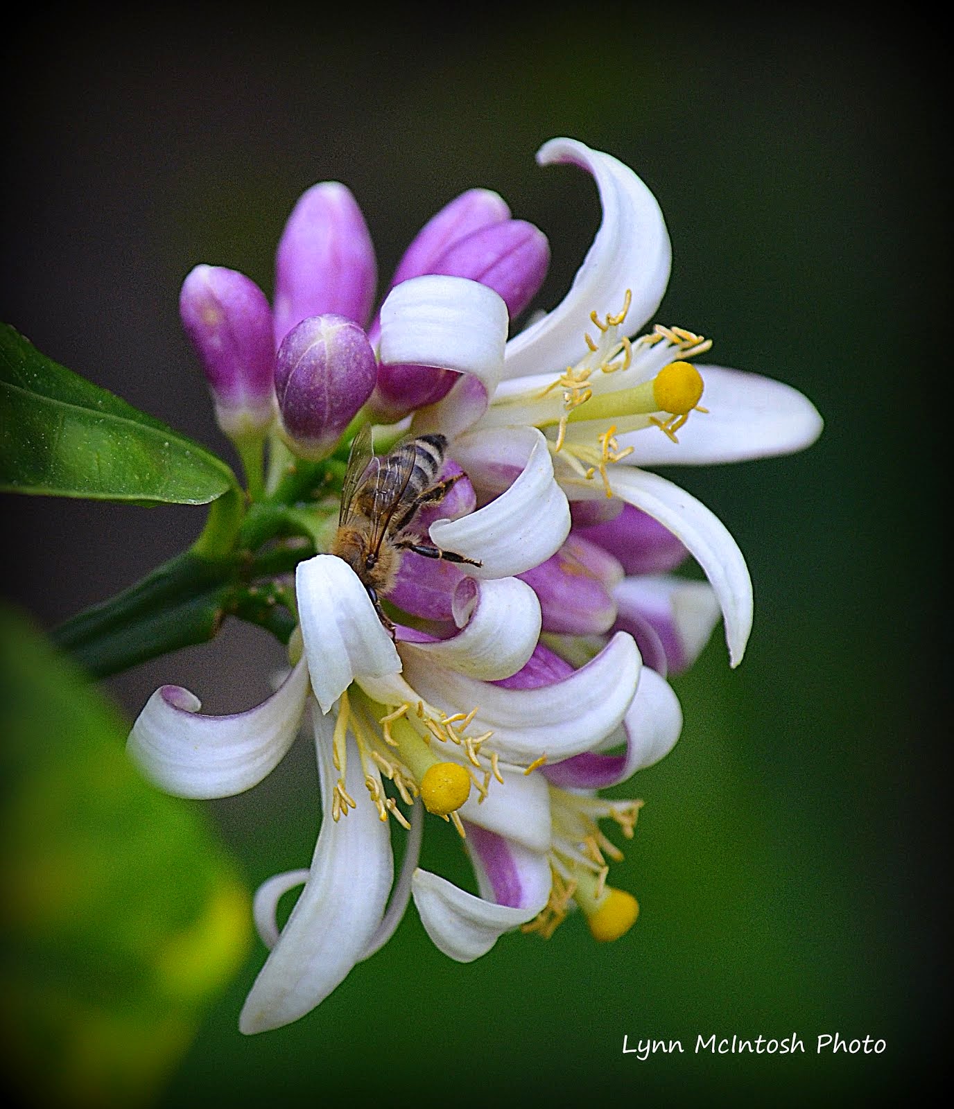 Orange Blossoms