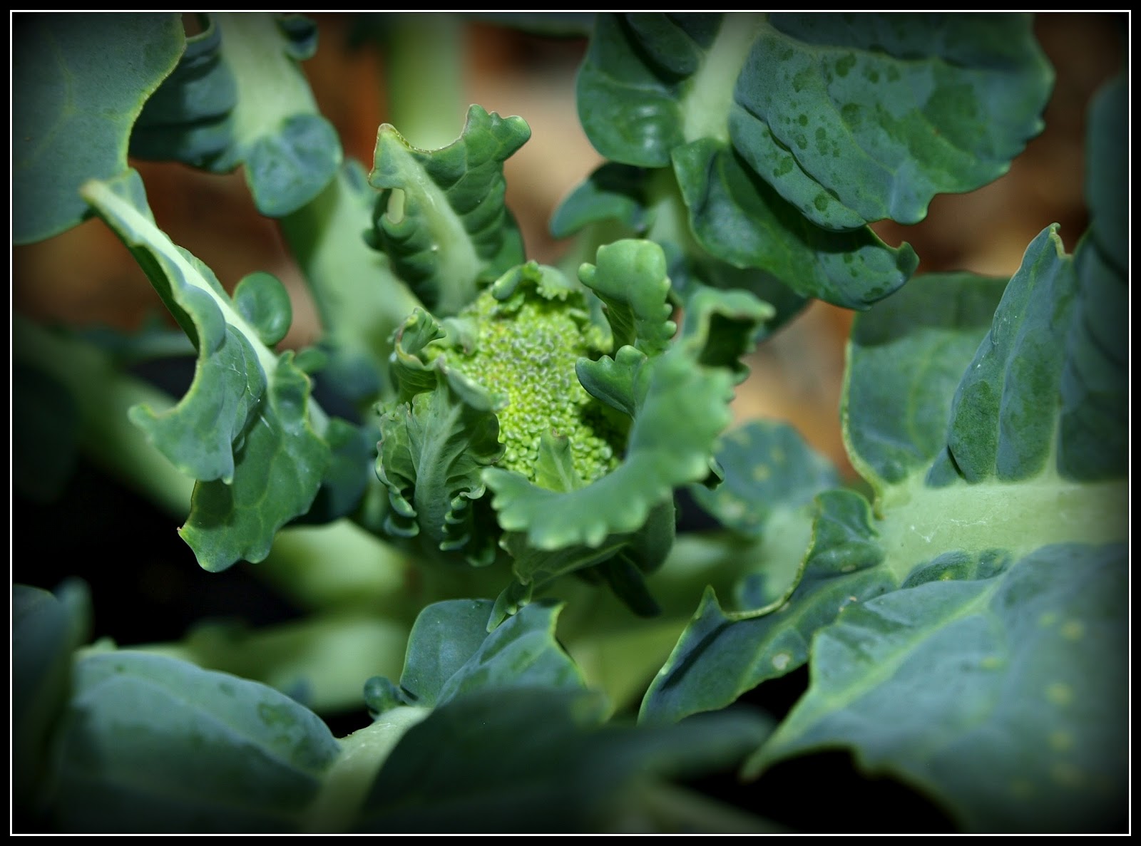 Mark�s Veg Plot The container garden in October