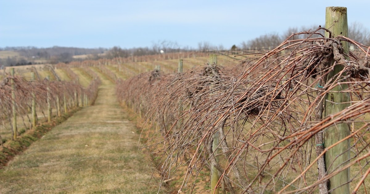 UK Diseases of Fruit Crops & Ornamentals Sample Vineyard Spray Schedule
