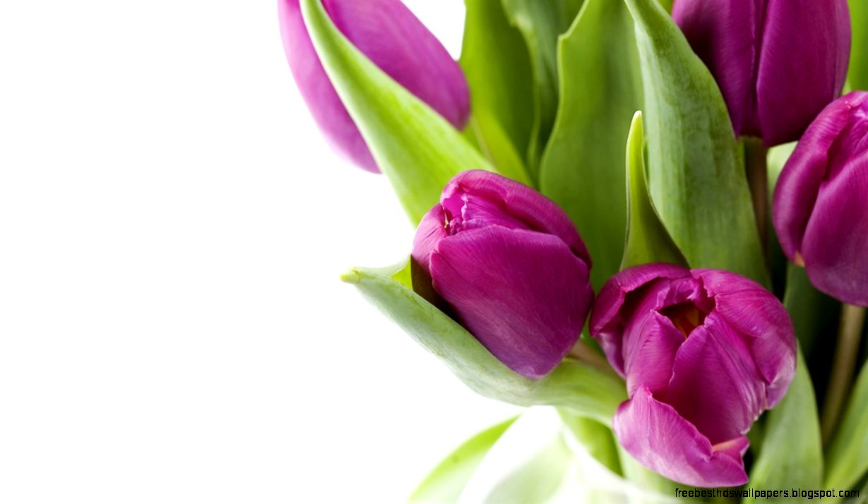 Tulip Wallpaper 2560x1024px 353161 Tulip Wallpaper 2560x1024px 353161