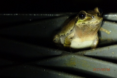 アマガエルのお話 ミニ田んぼ合唱盛ん