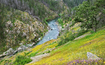 Common madia blooms along the river canyon