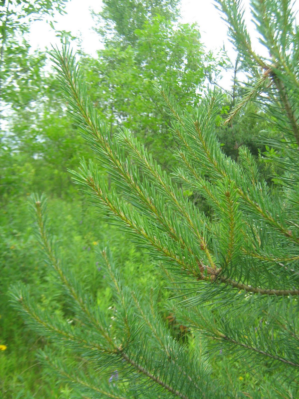 The Musical Gardener Pruning Scotch Pine Christmas Trees