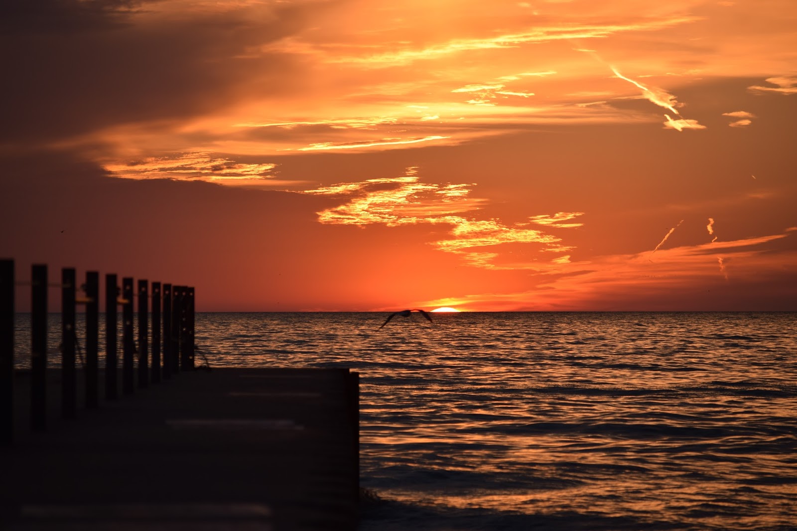 Lake Michigan Sunrise Floradise