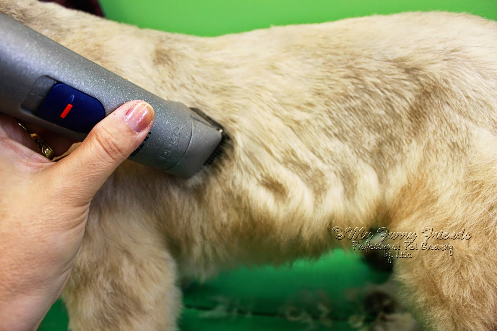 Pet Grooming The Good, The Bad, & The Furry Smooth Clipping