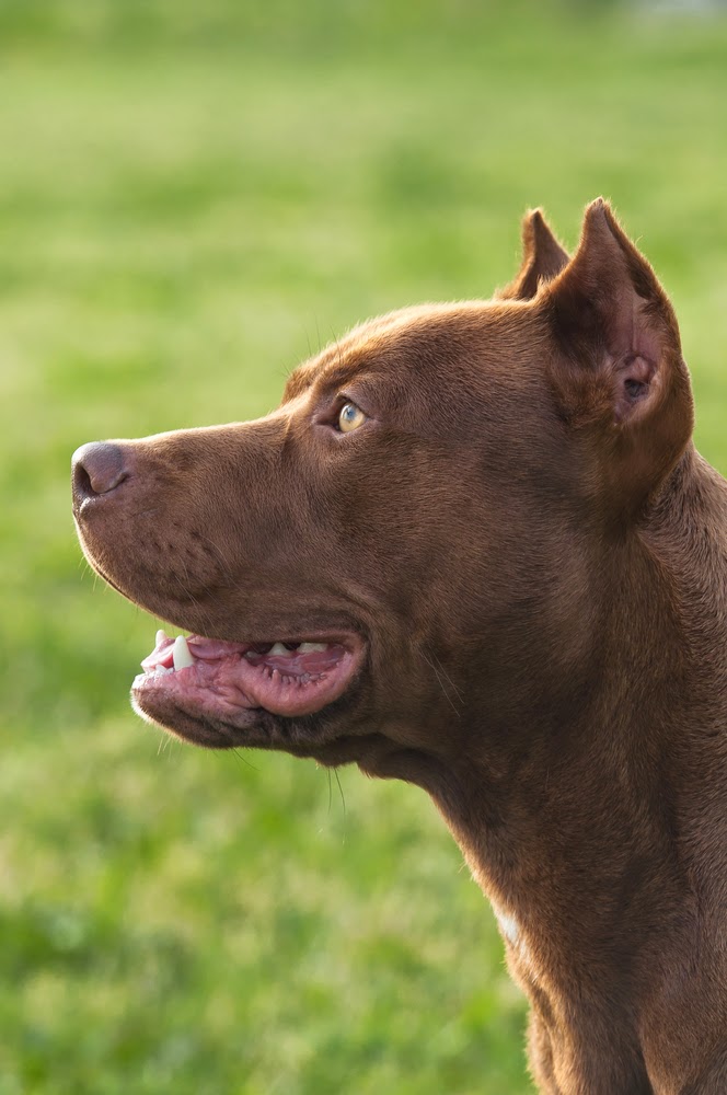 Iron King Kennels Blog Considering Buying a Pitbull? Read these Tips