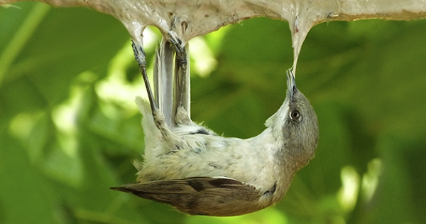 La biodiversité de mon jardin ou comment préserver et accueillir la ... La biodiversité de mon jardin ou comment préserver et accueillir la ...
