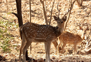 Chital, a common deer species in gir forests.