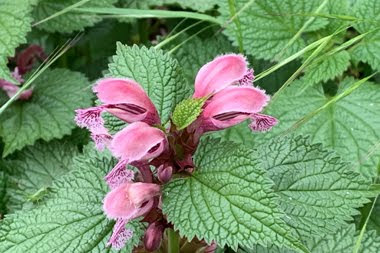 Lamium maculatum /Falsa Ortica macchiata)