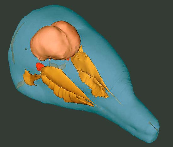 Bottlenose Dolphin Head