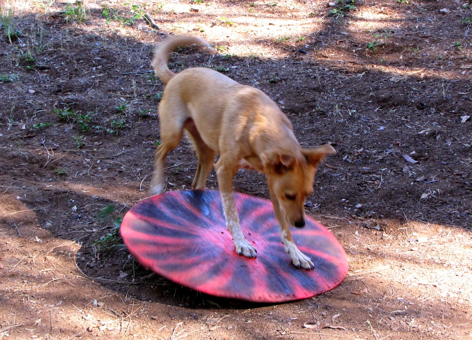 ZoePhee Heeling Platforms and Wobble Board!!