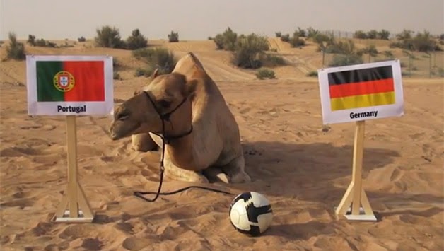Shaheen-the-camel.jpg