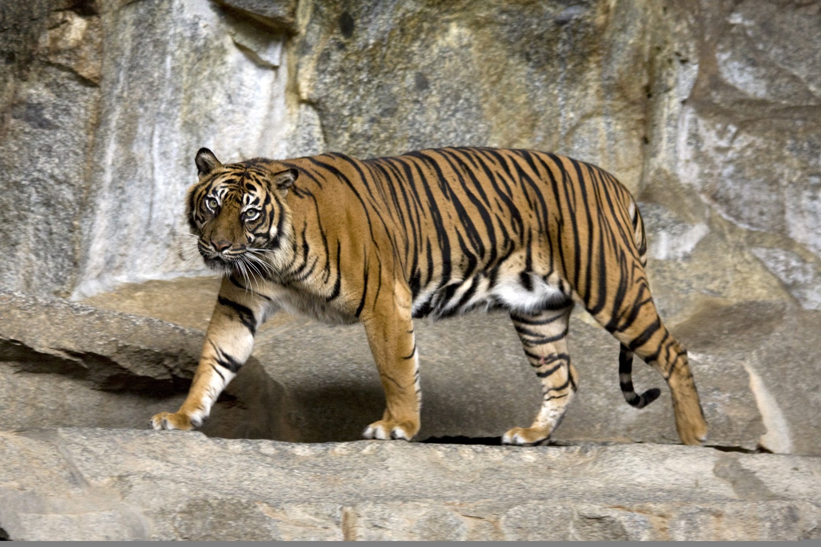 Gambar Harimau Diantara Beberapanya Ada Juga Gambar Harimau Lucu Gambar Harimau Diantara Beberapanya Ada Juga Gambar Harimau Lucu