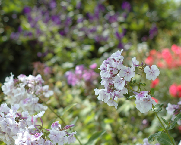 Witte Bloemen