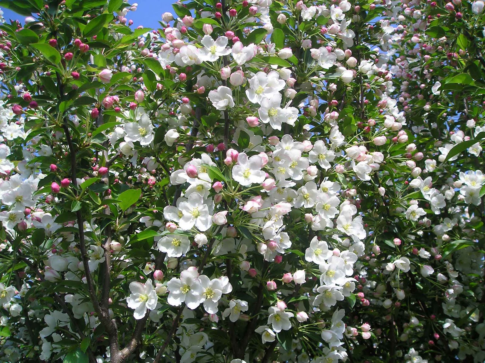 Rabbits Eat Quilts May 2011
