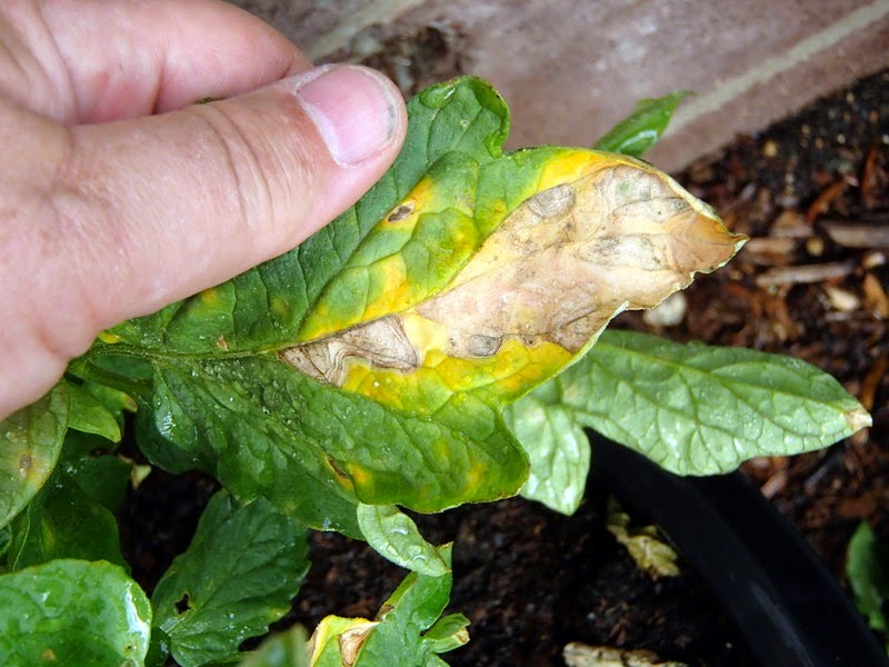 Viragrow Delivers! Control Blight of Tomatoes Now!