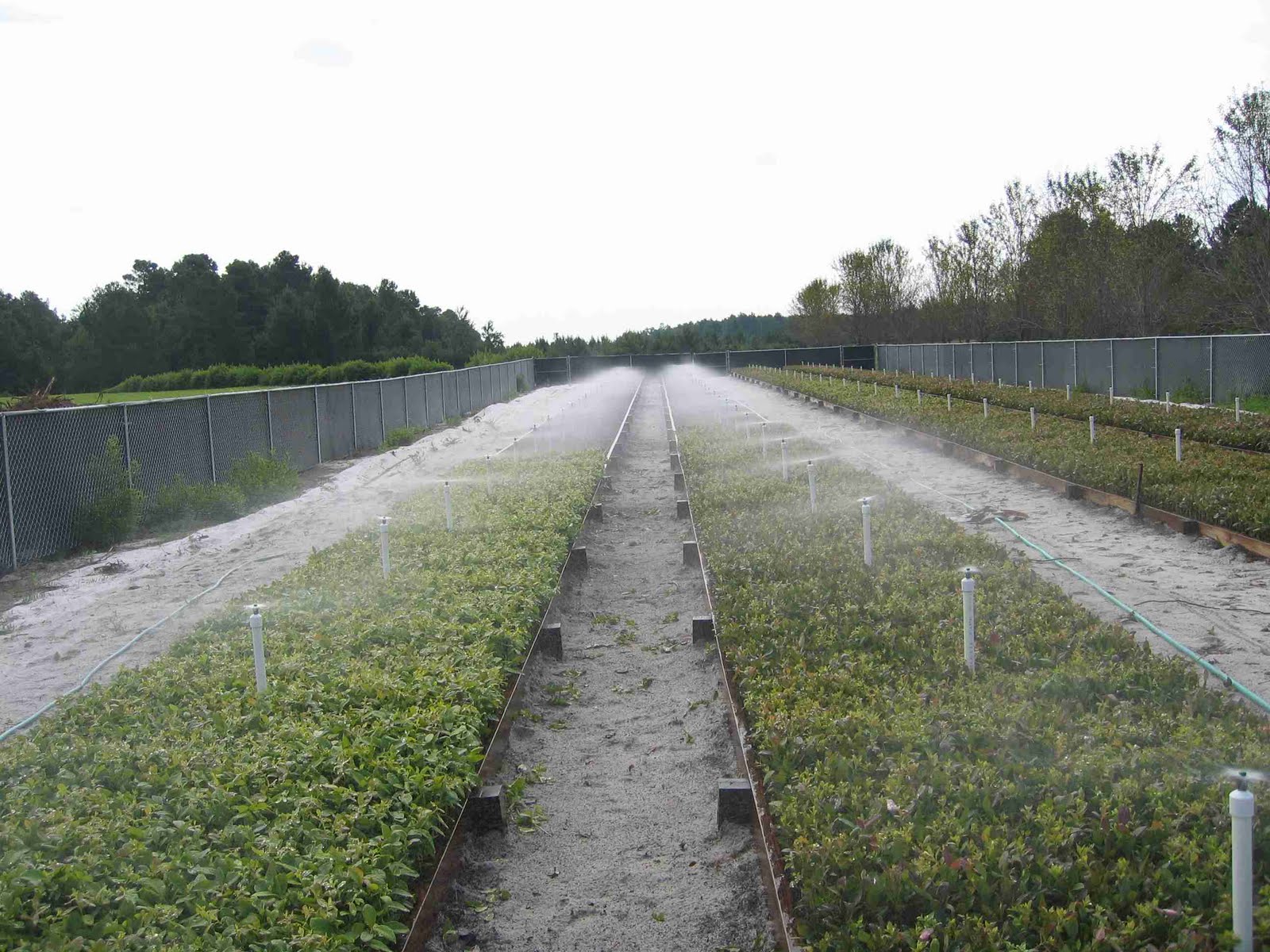 The NC Blueberry Journal Notes on softwood propagation