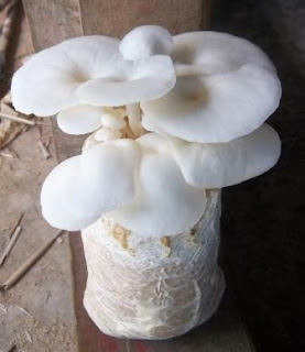 budidaya jamur tiram di batam