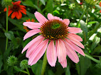 Echinacea purpurea