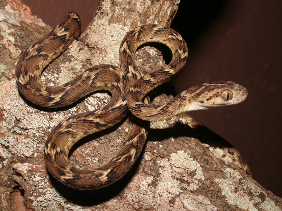 Reptile Research and Conservation Trust Of India 30 Species Of Indian